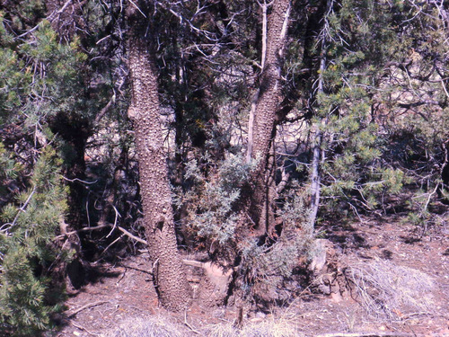 The trunk bark pattern of 'Alligator Cedar'.